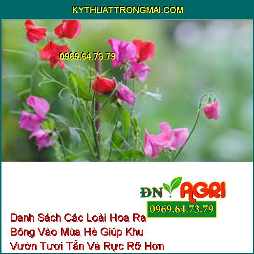 Danh Sách Các Loài Hoa Ra Bông Vào Mùa Hè Giúp Khu Vườn Tươi Tắn Và Rực Rỡ Hơn