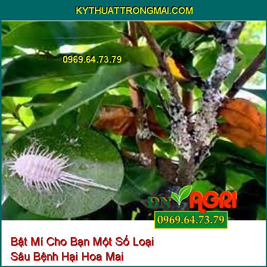 Bật Mí Cho Bạn Một Số Loại Sâu Bệnh Hại Hoa Mai