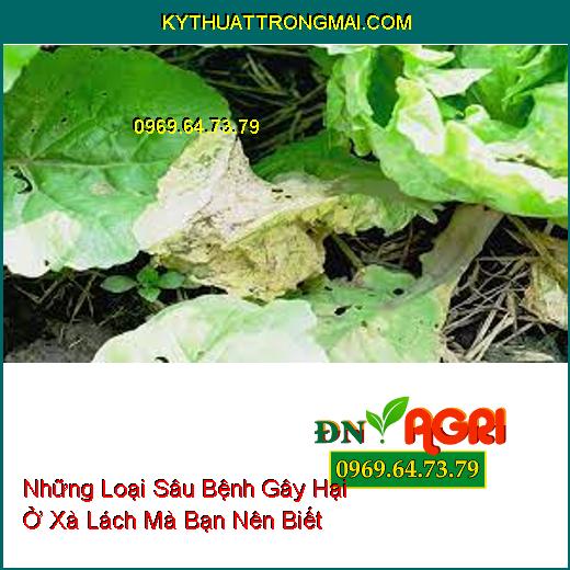 Những Loại Sâu Bệnh Gây Hại Ở Xà Lách Mà Bạn Nên Biết