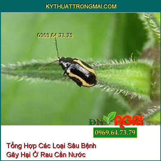 Tổng Hợp Các Loại Sâu Bệnh Gây Hại Ở Rau Cần Nước Phổ Biến Nhất