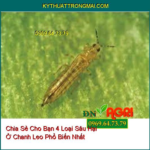 Chia Sẻ Cho Bạn 4 Loại Sâu Hại Ở Chanh Leo Phổ Biến Nhất