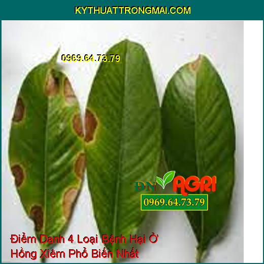 Điểm Danh 4 Loại Bệnh Hại Ở Hồng Xiêm Phổ Biến Nhất