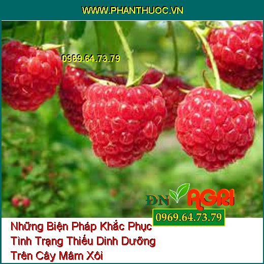 Những Biện Pháp Khắc Phục Tình Trạng Thiếu Dinh Dưỡng Trên Cây Mâm Xôi