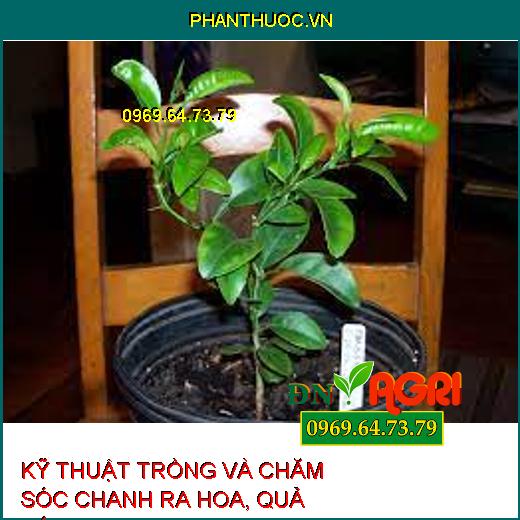 KỸ THUẬT TRỒNG VÀ CHĂM SÓC CHANH RA HOA, QUẢ TỐI ƯU