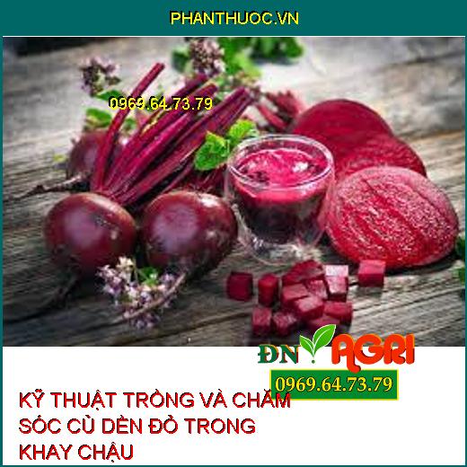 KỸ THUẬT TRỒNG VÀ CHĂM SÓC CỦ DỀN ĐỎ TRONG KHAY CHẬU 