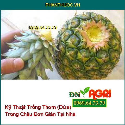 Kỹ Thuật Trồng Thơm (Dứa) Trong Chậu Đơn Giản Tại Nhà