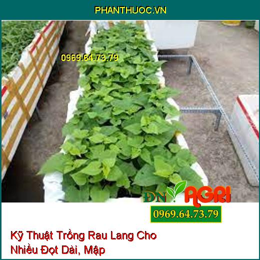 Kỹ Thuật Trồng Rau Lang Cho Nhiều Đọt Dài, Mập