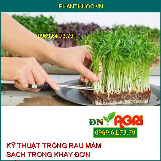 KỸ THUẬT TRỒNG RAU MẦM SẠCH TRONG KHAY ĐƠN GIẢN