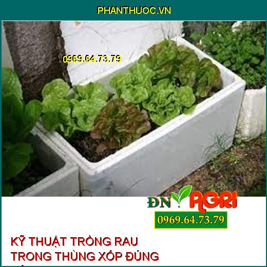 KỸ THUẬT TRỒNG RAU TRONG THÙNG XỐP ĐÚNG CÁCH ĐỂ RAU XANH, SẠCH