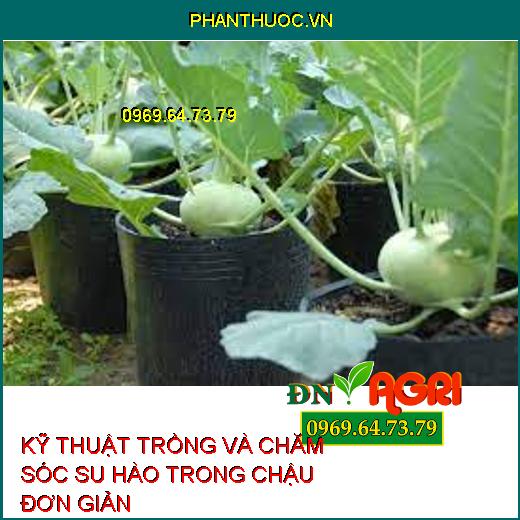 KỸ THUẬT TRỒNG VÀ CHĂM SÓC SU HÀO TRONG CHẬU ĐƠN GIẢN