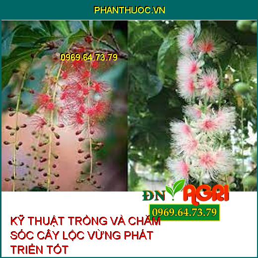 KỸ THUẬT TRỒNG VÀ CHĂM SÓC CÂY LỘC VỪNG PHÁT TRIỂN TỐT