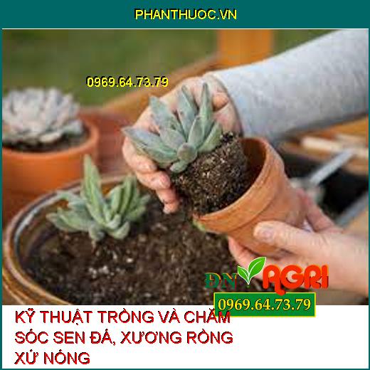 KỸ THUẬT TRỒNG VÀ CHĂM SÓC SEN ĐÁ, XƯƠNG RỒNG XỨ NÓNG