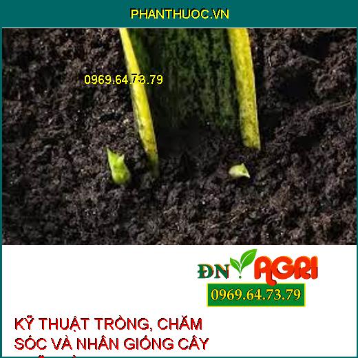 KỸ THUẬT TRỒNG, CHĂM SÓC VÀ NHÂN GIỐNG CÂY LƯỠI HỔ