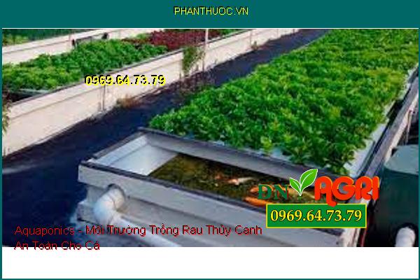 Aquaponics - Môi Trường Trồng Rau Thủy Canh An Toàn Cho Cá