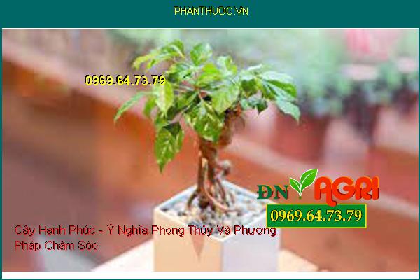 Cây Hạnh Phúc - Ý Nghĩa Phong Thủy Và Phương Pháp Chăm Sóc