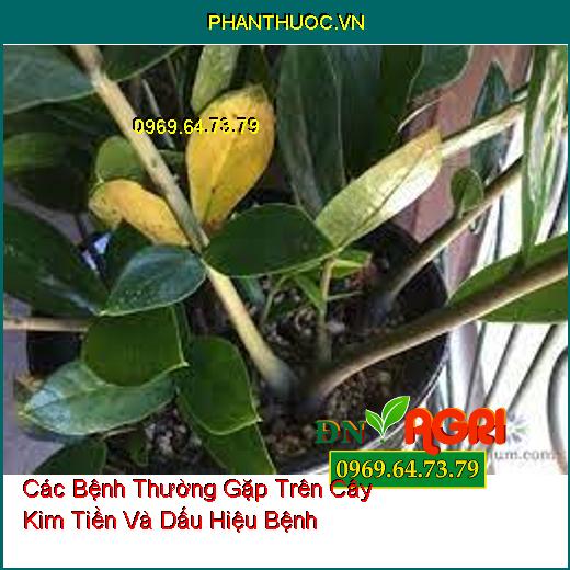 Các Bệnh Thường Gặp Trên Cây Kim Tiền Và Dấu Hiệu Bệnh