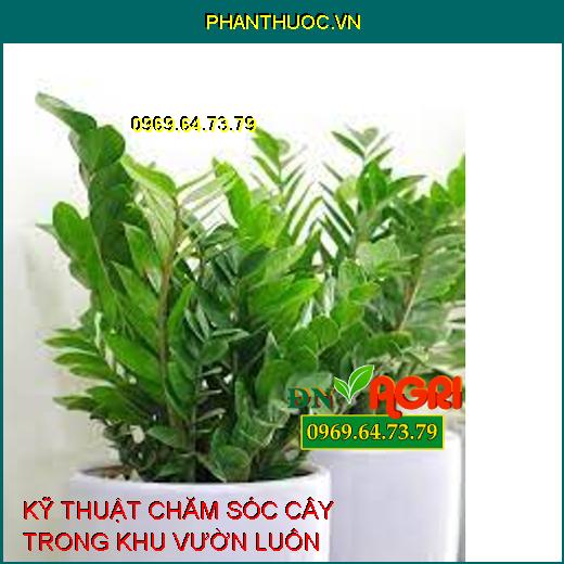 KỸ THUẬT CHĂM SÓC CÂY TRONG KHU VƯỜN LUÔN XANH TƯƠI