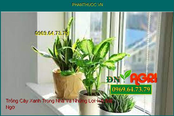 Trồng Cây Xanh Trong Nhà Và Những Lợi Ích Bất Ngờ