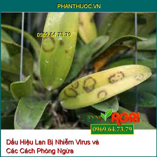 Dấu Hiệu Lan Bị Nhiễm Virus và Các Cách Phòng Ngừa