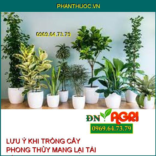 5 lưu ý trồng cây cảnh trong sân vườn theo đúng phong thủy mang lại may mắn và tài lộc