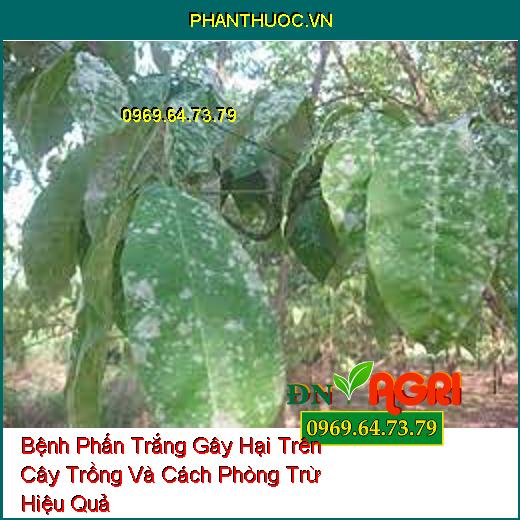 Bệnh Phấn Trắng Gây Hại Trên Cây Trồng Và Cách Phòng Trừ Hiệu Quả