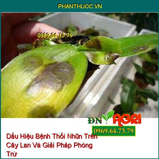 Dấu Hiệu Bệnh Thối Nhũn Trên Cây Lan Và Giải Pháp Phòng Trừ