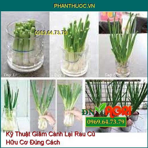 Kỹ Thuật Giâm Cành Lại Rau Củ Hữu Cơ Đúng Cách