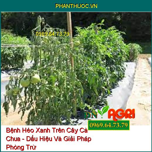 Bệnh Héo Xanh Trên Cây Cà Chua - Dấu Hiệu Và Giải Pháp Phòng Trừ