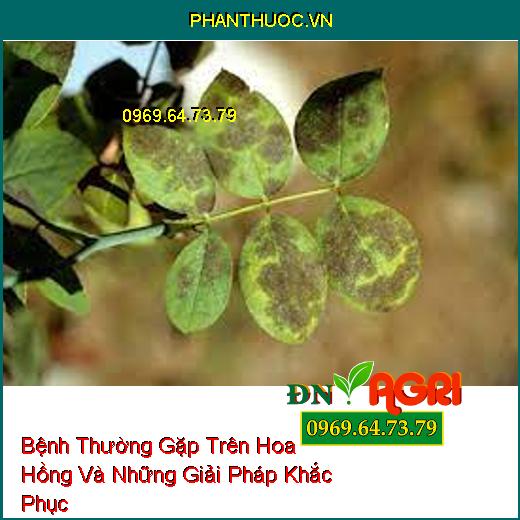 Bệnh Thường Gặp Trên Hoa Hồng Và Những Giải Pháp Khắc Phục