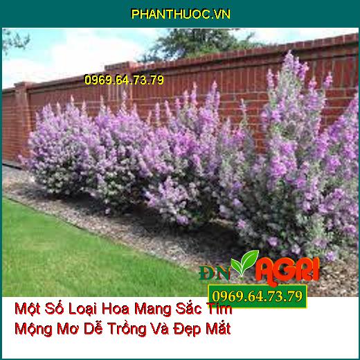 Một Số Loại Hoa Mang Sắc Tím Mộng Mơ Dễ Trồng Và Đẹp Mắt