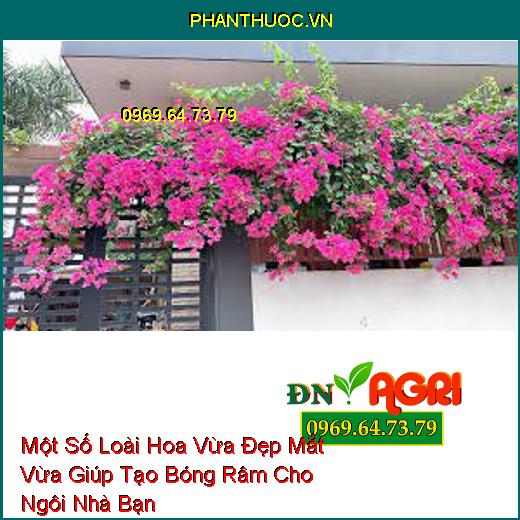 Một Số Loài Hoa Vừa Đẹp Mắt Vừa Giúp Tạo Bóng Râm Cho Ngôi Nhà Bạn