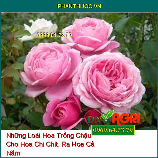 Những Loài Hoa Trồng Chậu Cho Hoa Chi Chít, Ra Hoa Cả Năm