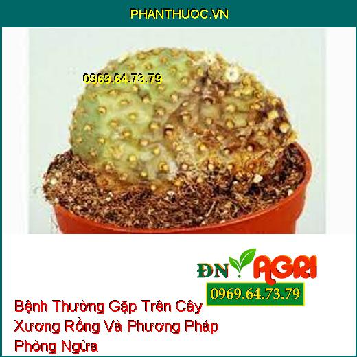 Bệnh Thường Gặp Trên Cây Xương Rồng Và Phương Pháp Phòng Ngừa