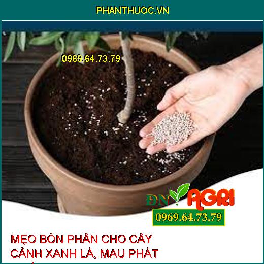 MẸO BÓN PHÂN CHO CÂY CẢNH XANH LÁ, MAU PHÁT TRIỂN