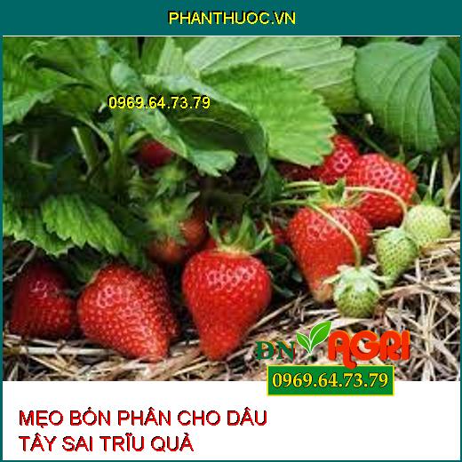 MẸO BÓN PHÂN CHO DÂU TÂY SAI TRĨU QUẢ