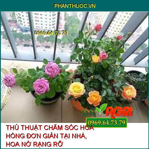 THỦ THUẬT CHĂM SÓC HOA HỒNG ĐƠN GIẢN TẠI NHÀ, HOA NỞ RẠNG RỠ