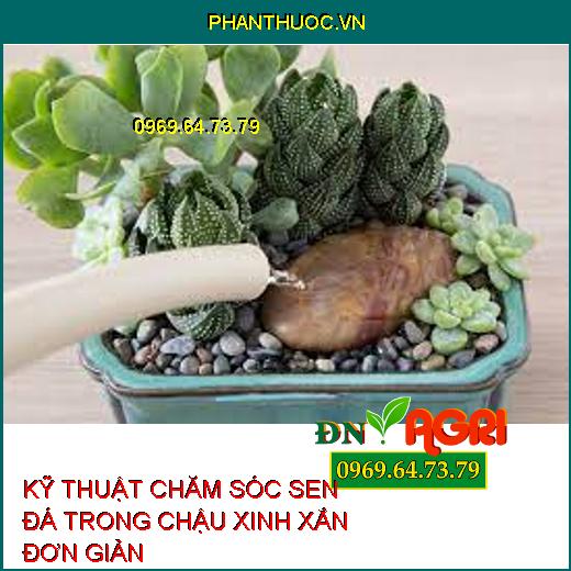 KỸ THUẬT CHĂM SÓC SEN ĐÁ TRONG CHẬU XINH XẮN ĐƠN GIẢN