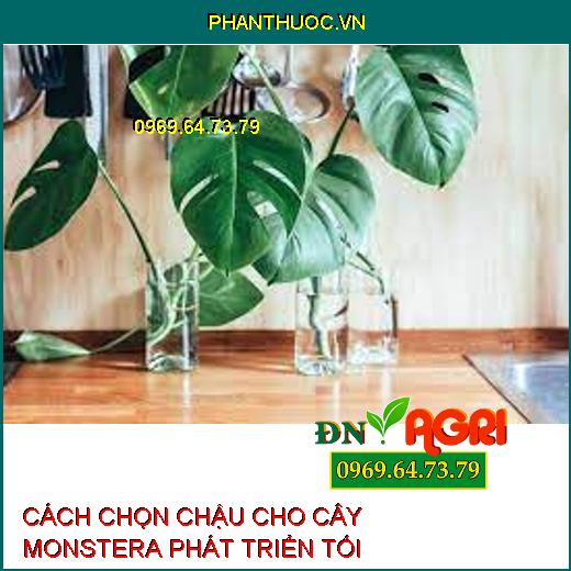 CÁCH CHỌN CHẬU CHO CÂY MONSTERA PHÁT TRIỂN TỐI ƯU