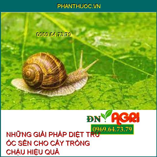 NHỮNG GIẢI PHÁP DIỆT TRỪ ỐC SÊN CHO CÂY TRỒNG CHẬU HIỆU QUẢ