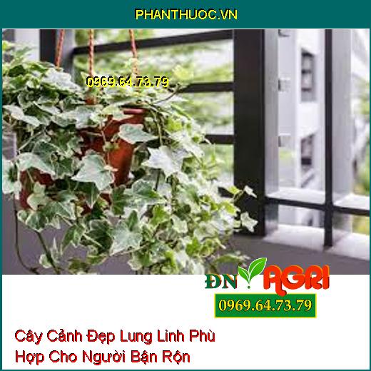 7 Loại Cây Cảnh Đẹp Lung Linh Phù Hợp Cho Người Bận Rộn Không Có Thời Gian Chăm Sóc