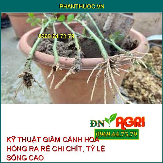 KỸ THUẬT GIÂM CÀNH HOA HỒNG RA RỄ CHI CHÍT, TỶ LỆ SỐNG CAO