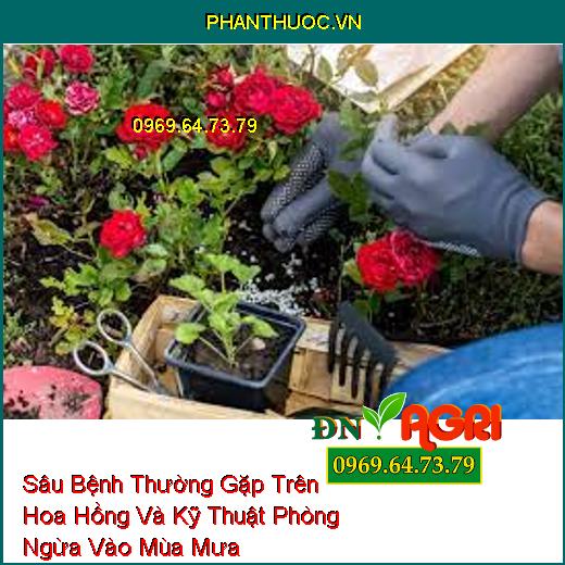 Sâu Bệnh Thường Gặp Trên Hoa Hồng Và Kỹ Thuật Phòng Ngừa Vào Mùa Mưa