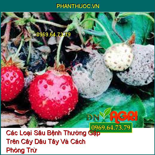 Các Loại Sâu Bệnh Thường Gặp Trên Cây Dâu Tây Và Cách Phòng Trừ