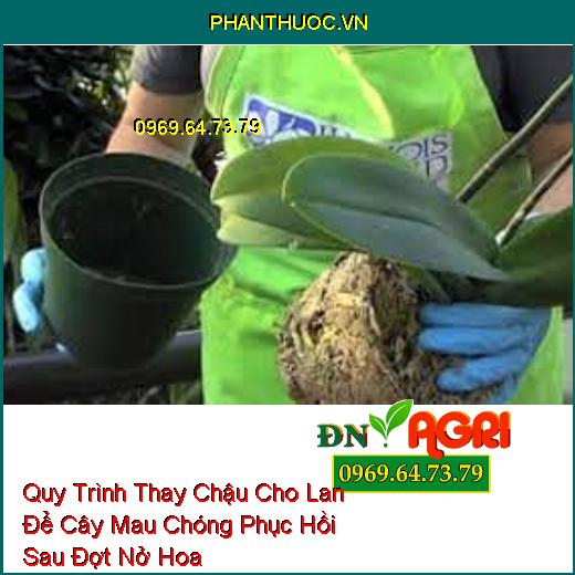 Quy Trình Thay Chậu Cho Lan Để Cây Mau Chóng Phục Hồi Sau Đợt Nở Hoa