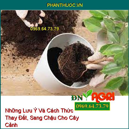 Những Lưu Ý Và Cách Thức Thay Đất, Sang Chậu Cho Cây Cảnh 