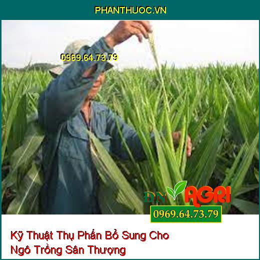 Kỹ Thuật Thụ Phấn Bổ Sung Cho Ngô Trồng Sân Thượng