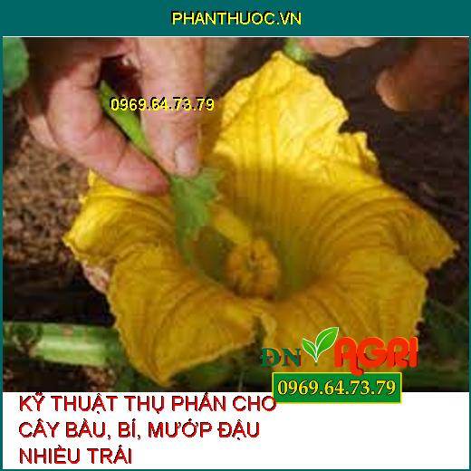 KỸ THUẬT THỤ PHẤN CHO CÂY BẦU, BÍ, MƯỚP ĐẬU NHIỀU TRÁI