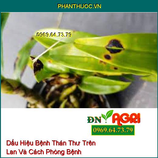 Dấu Hiệu Bệnh Thán Thư Trên Lan Và Cách Phòng Bệnh