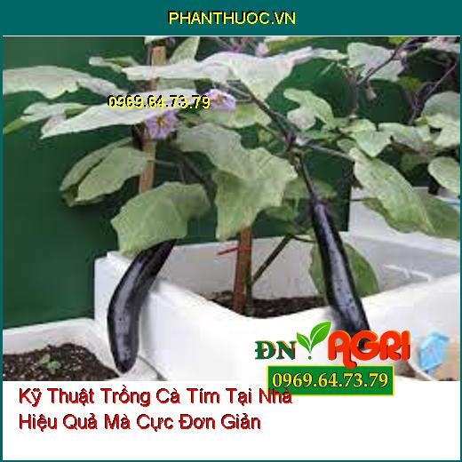 Kỹ Thuật Trồng Cà Tím Tại Nhà Hiệu Quả Mà Cực Đơn Giản