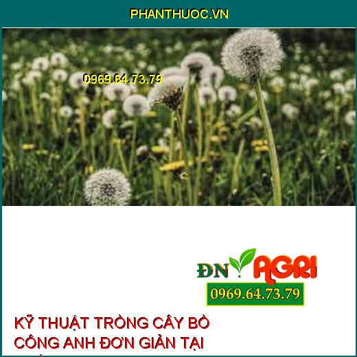 KỸ THUẬT TRỒNG CÂY BỒ CÔNG ANH ĐƠN GIẢN TẠI NHÀ